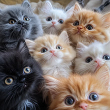 Load image into Gallery viewer, Animal Inspired Sign Decor