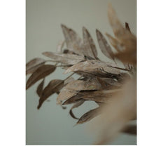 Load image into Gallery viewer, Dried Eucalyptus Stems