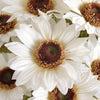 Autumn Florals