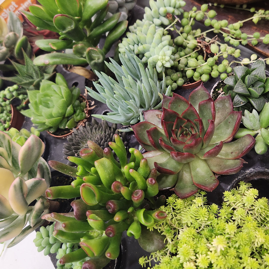 Succulents