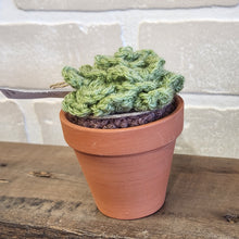 Load image into Gallery viewer, Crocheted Succulents
