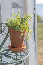 Load image into Gallery viewer, Small Terra Cotta Pot w/saucer
