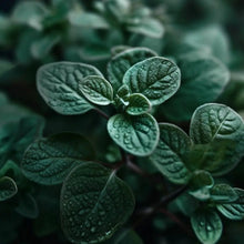 Load image into Gallery viewer, Essential Oils
